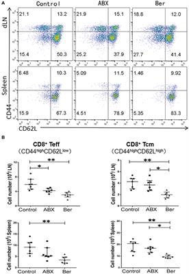 Berberine Promotes Induction of Immunological Tolerance to an Allograft via Downregulating Memory CD8+ T-Cells Through Altering the Gut Microbiota